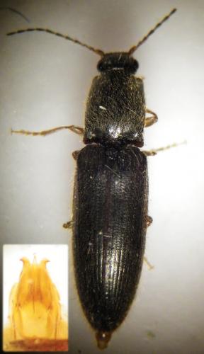 Réf. 257 731 : Nothodes parvulus